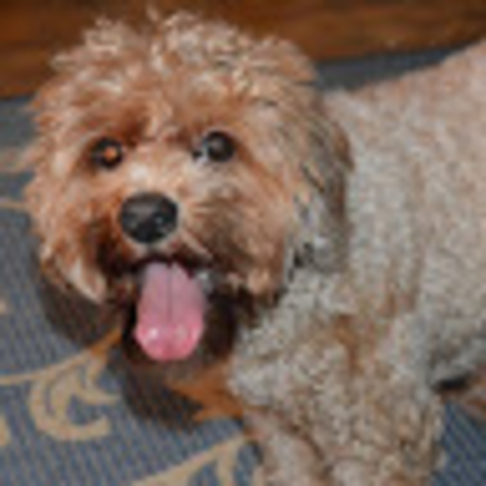 Meet your Posher, Susan